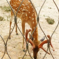 Deer Enclosure Mesh: China Factory Free Quote