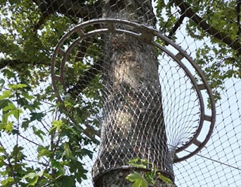 The jointing between the aviary netting and a tall tree is a dense net that effectively prevents birds from flying out.
