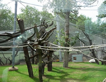 A large aviary netting spanning over many trees to allows birds to have ample room to fly back and forth. 