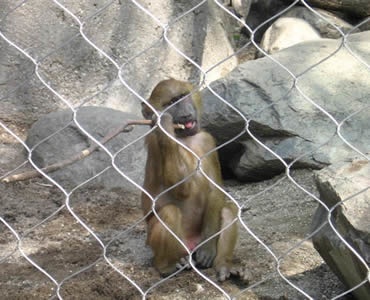 A monkey is behind a piece of stainless steel knotted rope mesh with a stick in its mouth.