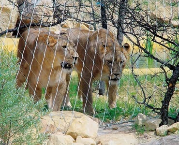 Two ligers are behind stainless steel ferrule rope mesh.