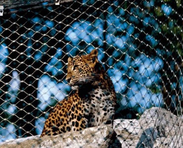 A leopard is on a stone which is surrounded by stainless steel ferrule rope mesh.