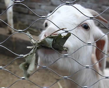 :A goat is behind a piece of stainless steel ferrule rope mesh.