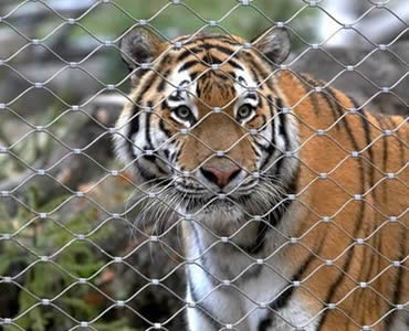 :A tiger is behind a piece of stainless steel ferrule rope mesh.