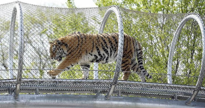 stainless steel zoo mesh for tiger