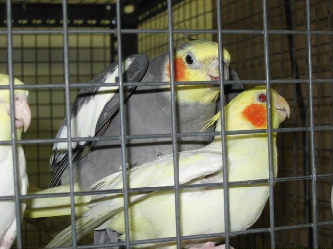 Tow cockatiels are living in a small aviary made of welded wire mesh.