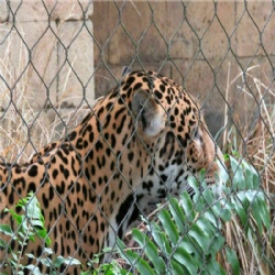 Zoo Enclosure Mesh: Australian Wildlife Protection Made Easy